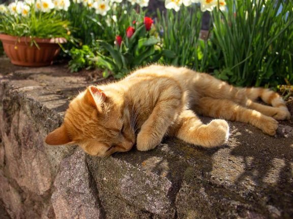 Familien Urlaub auf dem Bauernhof Kastelruth