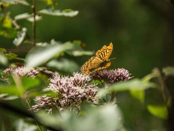 Familien Urlaub auf dem Bauernhof Südtirol