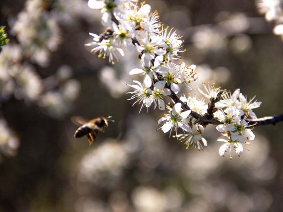Familien Urlaub auf dem Bauernhof Seis am Schlern
