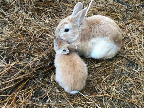 Familien Urlaub auf dem Bauernhof