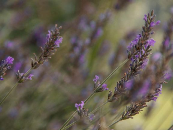 Natur Urlaub auf dem Bauernhof