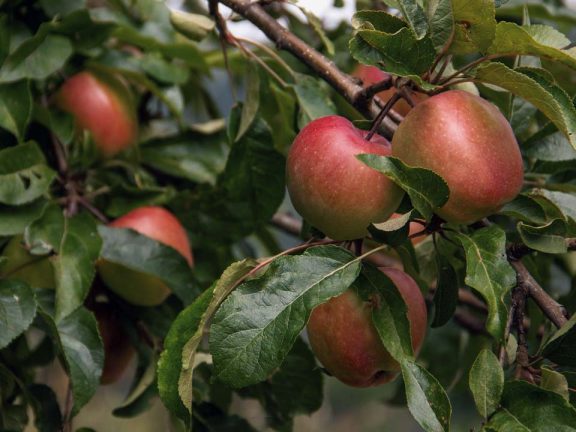 Urlaub auf dem Bauernhof Seis am Schlern