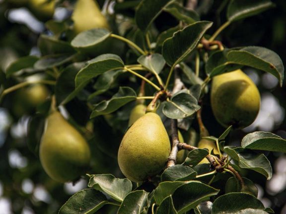 Urlaub auf dem Bauernhof