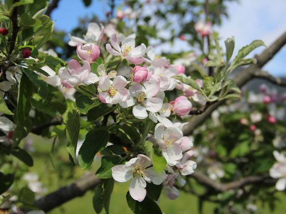 slide-spring Urlaub auf dem Bauernhof Frühling Südtirol